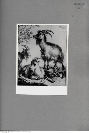 Vorderseite von Istituto Nazionale per la Grafica? [http://creativecommons.org/publicdomain/mark/1.0/] Drei Ziegen auf der Weide - , bh068086. Foto.