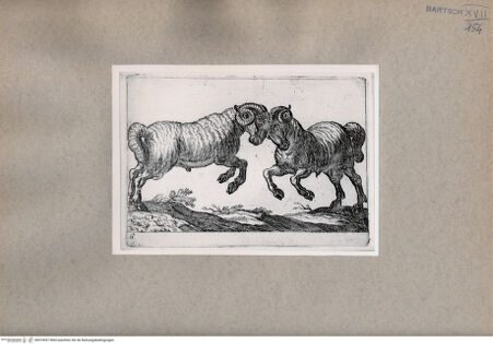 Vorderseite von  [http://creativecommons.org/publicdomain/mark/1.0/] Zwei Widder im Kampf - , bh074957. Foto.