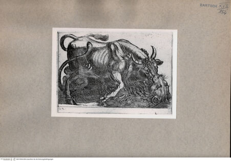 Vorderseite von  [http://creativecommons.org/publicdomain/mark/1.0/] Ein Stier und ein Löwe im Kampf - , bh074966. Foto.