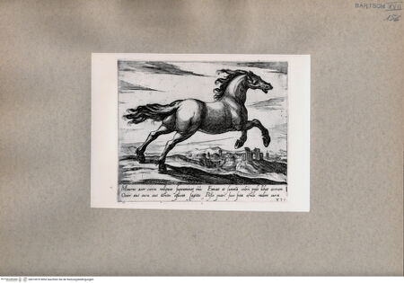 Vorderseite von  [http://creativecommons.org/publicdomain/mark/1.0/] Das Pferd - , bh074970. Foto.