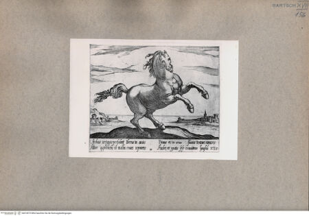 Vorderseite von  [http://creativecommons.org/publicdomain/mark/1.0/] Das Pferd - , bh074973. Foto.