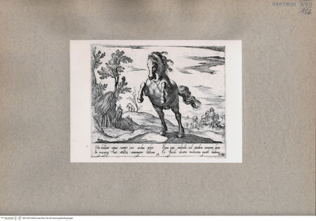 Vorderseite von  [http://creativecommons.org/publicdomain/mark/1.0/] Das Pferd - , bh074974. Foto.