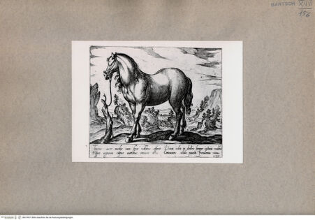 Vorderseite von  [http://creativecommons.org/publicdomain/mark/1.0/] Das Pferd - , bh074975. Foto.