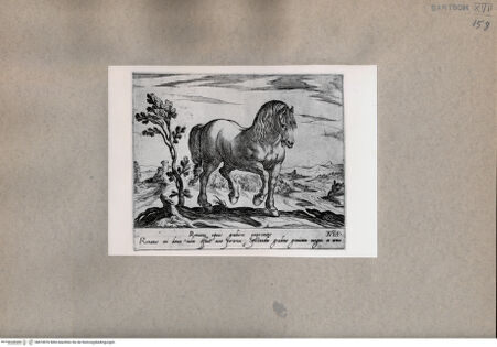 Vorderseite von  [http://creativecommons.org/publicdomain/mark/1.0/] Das Pferd - , bh074976. Foto.