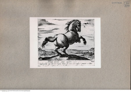 Vorderseite von  [http://creativecommons.org/publicdomain/mark/1.0/] Das Pferd - , bh074979. Foto.