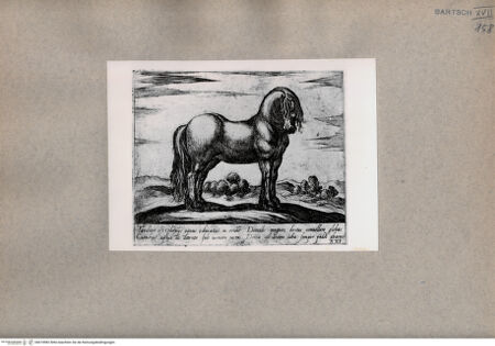 Vorderseite von  [http://creativecommons.org/publicdomain/mark/1.0/] Das Pferd - , bh074982. Foto.