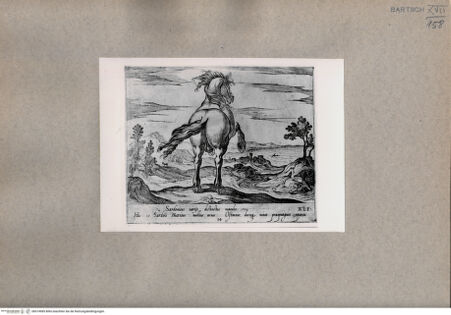 Vorderseite von  [http://creativecommons.org/publicdomain/mark/1.0/] Das Pferd - , bh074985. Foto.