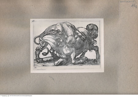 Vorderseite von  [http://creativecommons.org/publicdomain/mark/1.0/] Tiere im Kampf - , bh075292. Foto.