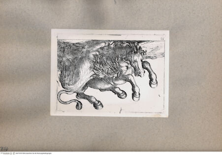 Vorderseite von  [http://creativecommons.org/publicdomain/mark/1.0/] Tiere im Kampf - , bh075293. Foto.