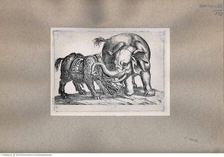 Vorderseite von  [http://creativecommons.org/publicdomain/mark/1.0/] Tiere im Kampf - , bh075295. Foto.