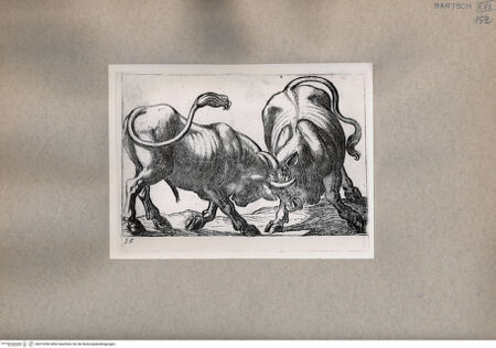 Vorderseite von  [http://creativecommons.org/publicdomain/mark/1.0/] Tiere im Kampf - , bh075296. Foto.