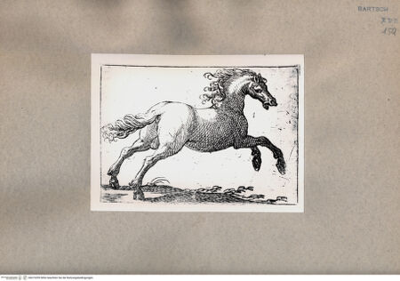 Vorderseite von  [http://creativecommons.org/publicdomain/mark/1.0/] Pferd - , bh075299. Foto.