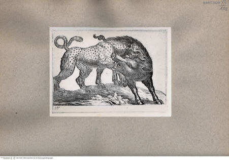 Vorderseite von  [http://creativecommons.org/publicdomain/mark/1.0/] Kampf zwischen einem Leoparden und einem Wildschwein - , bh075301. Foto.