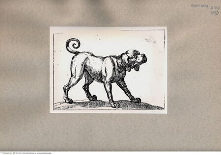 Vorderseite von  [http://creativecommons.org/publicdomain/mark/1.0/] Hund - , bh075302. Foto.