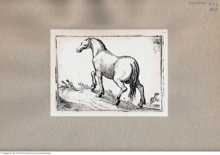 Vorderseite von  [http://creativecommons.org/publicdomain/mark/1.0/] Pferd - , bh075303. Foto.