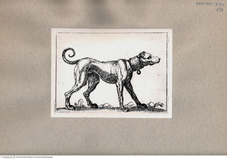 Vorderseite von  [http://creativecommons.org/publicdomain/mark/1.0/] Hund - , bh075304. Foto.