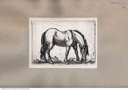 Vorderseite von  [http://creativecommons.org/publicdomain/mark/1.0/] Pferd - , bh075305. Foto.