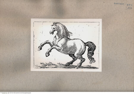 Vorderseite von  [http://creativecommons.org/publicdomain/mark/1.0/] Pferd - , bh075307. Foto.