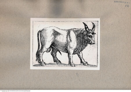 Vorderseite von  [http://creativecommons.org/publicdomain/mark/1.0/] Stier - , bh075308. Foto.