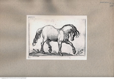 Vorderseite von  [http://creativecommons.org/publicdomain/mark/1.0/] Pferd - , bh075309. Foto.