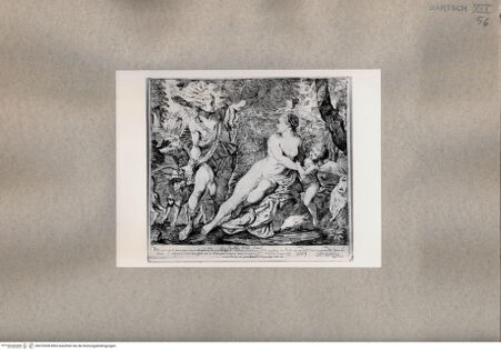 Vorderseite von  [http://creativecommons.org/publicdomain/mark/1.0/] Adonis - , bh076658. Foto.