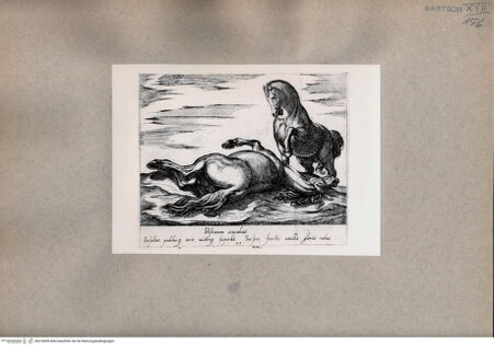 Vorderseite von  [http://creativecommons.org/publicdomain/mark/1.0/] Zwei Pferde - , bh076838. Foto.