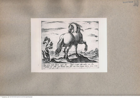 Vorderseite von  [http://creativecommons.org/publicdomain/mark/1.0/] Ein Pferd - , bh076839. Foto.