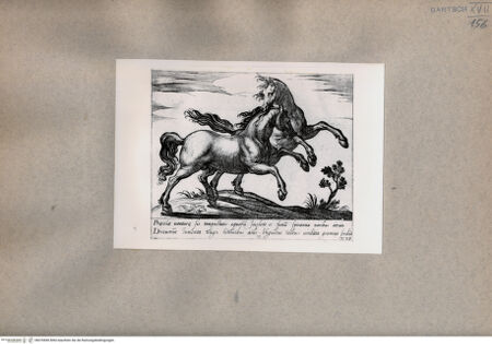 Vorderseite von  [http://creativecommons.org/publicdomain/mark/1.0/] Zwei Pferde - , bh076840. Foto.