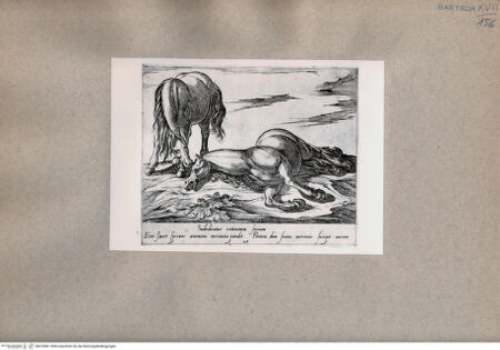 Vorderseite von  [http://creativecommons.org/publicdomain/mark/1.0/] Zwei Pferde - , bh076841. Foto.