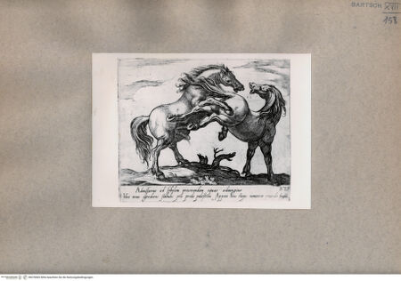 Vorderseite von  [http://creativecommons.org/publicdomain/mark/1.0/] Zwei Pferde - , bh076843. Foto.