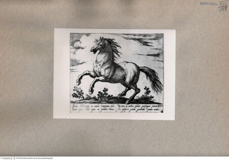 Vorderseite von  [http://creativecommons.org/publicdomain/mark/1.0/] Ein Pferd - , bh076845. Foto.