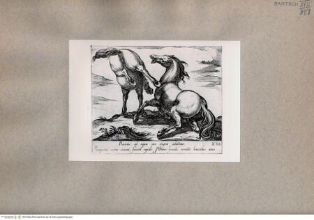 Vorderseite von  [http://creativecommons.org/publicdomain/mark/1.0/] Zwei Pferde - , bh076846. Foto.