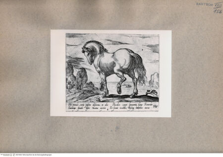 Vorderseite von  [http://creativecommons.org/publicdomain/mark/1.0/] Ein Pferd - , bh076847. Foto.