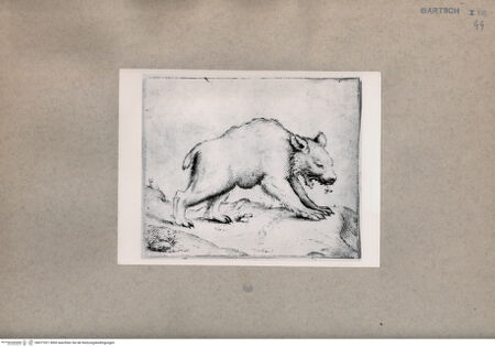 Vorderseite von  [http://creativecommons.org/publicdomain/mark/1.0/] Bär - , bh077021. Foto.