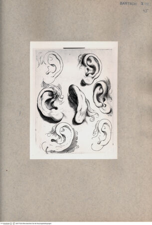 Vorderseite von  [http://creativecommons.org/publicdomain/mark/1.0/] Ohrenstudie - , bh077026. Foto.