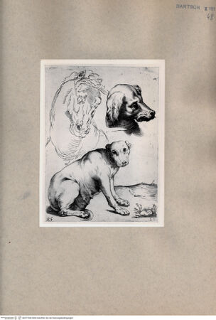 Vorderseite von  [http://creativecommons.org/publicdomain/mark/1.0/] Pferd- und Hundstudien - , bh077040. Foto.