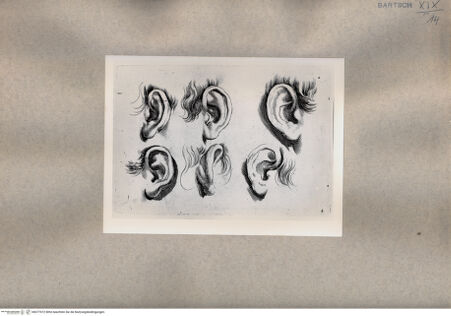 Vorderseite von  [http://creativecommons.org/publicdomain/mark/1.0/] Ohrstudien - , bh077072. Foto.