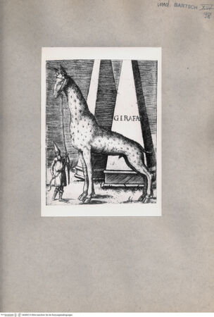 Vorderseite von  [http://creativecommons.org/publicdomain/mark/1.0/] Giraffe - , bh085210. Foto.