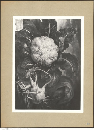 Vorderseite von bh098566_recto