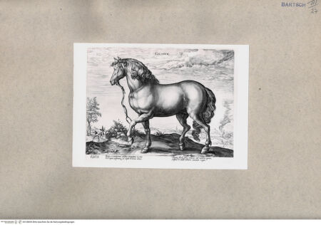 Vorderseite von  [http://creativecommons.org/publicdomain/mark/1.0/] Pferd - , bh108695. Foto.