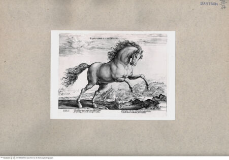 Vorderseite von  [http://creativecommons.org/publicdomain/mark/1.0/] Pferd vor einer Küstenlandschaft - , bh108696. Foto.