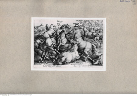 Vorderseite von  [http://creativecommons.org/publicdomain/mark/1.0/] Pferde - , bh108697. Foto.