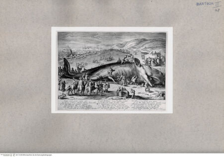 Vorderseite von British Museum [https://www.deutsche-digitale-bibliothek.de/content/lizenzen/rv-ez/] Gestrandeter Pottwal an der Küste bei Berkhey - , bh112238. Foto.