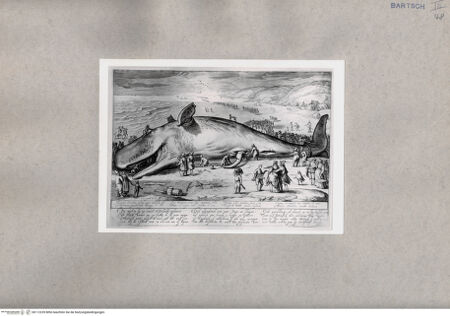 Vorderseite von British Museum [https://www.deutsche-digitale-bibliothek.de/content/lizenzen/rv-ez/] Gestrandeter Pottwal bei Beverwijk - , bh112239. Foto.