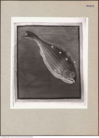 Vorderseite von bh117264_recto