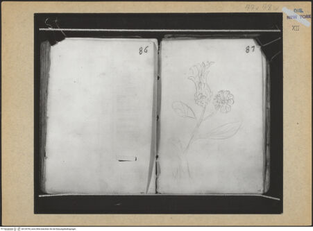 Vorderseite von Mellon? [https://www.deutsche-digitale-bibliothek.de/content/lizenzen/rv-ez/] Codex Mellon (Sketchbook of Menicantonio)Recto: Blume - , bh120793_recto. Foto.