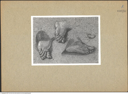 Vorderseite von bh135355_recto