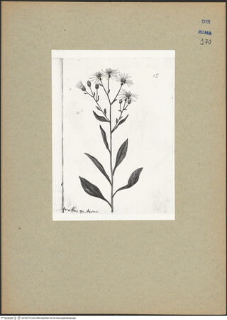 Vorderseite von bh138778_recto