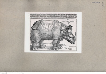 Vorderseite von  [http://creativecommons.org/publicdomain/mark/1.0/] Das Rhinozeros - , bh163237. Foto.