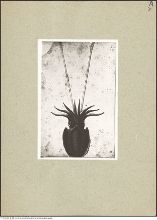 Vorderseite von bh165914_recto